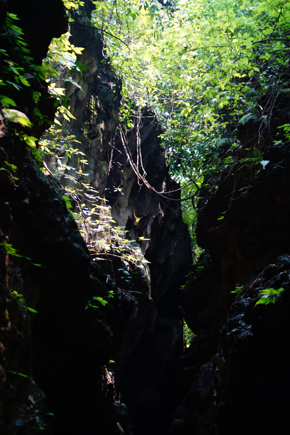 Photo of Robber's Cave Ghuchukpani, Dehradun, Uttarakhand, India by Divya Rana