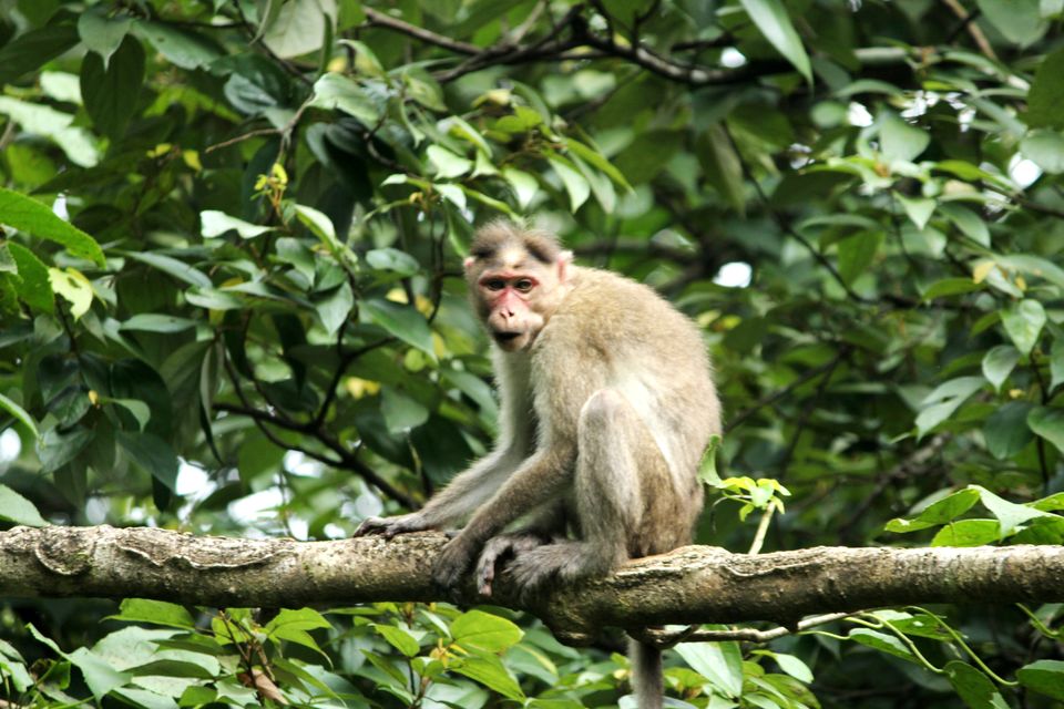 Photo of My Trek to Dudhsagar Falls: A Wish Finally Fulfilled by Hrishikesh Baruah