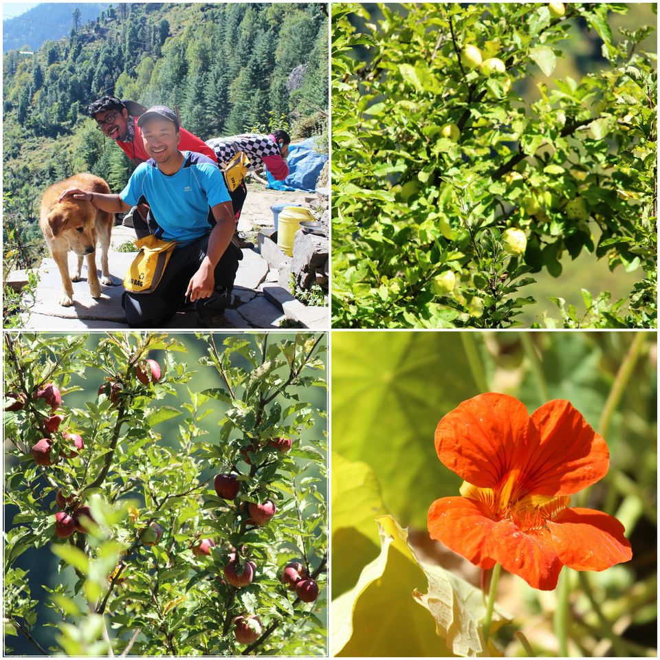 Photo of A Slice of Heaven: My Autumn Trek to Rupin Pass by Hrishikesh Baruah