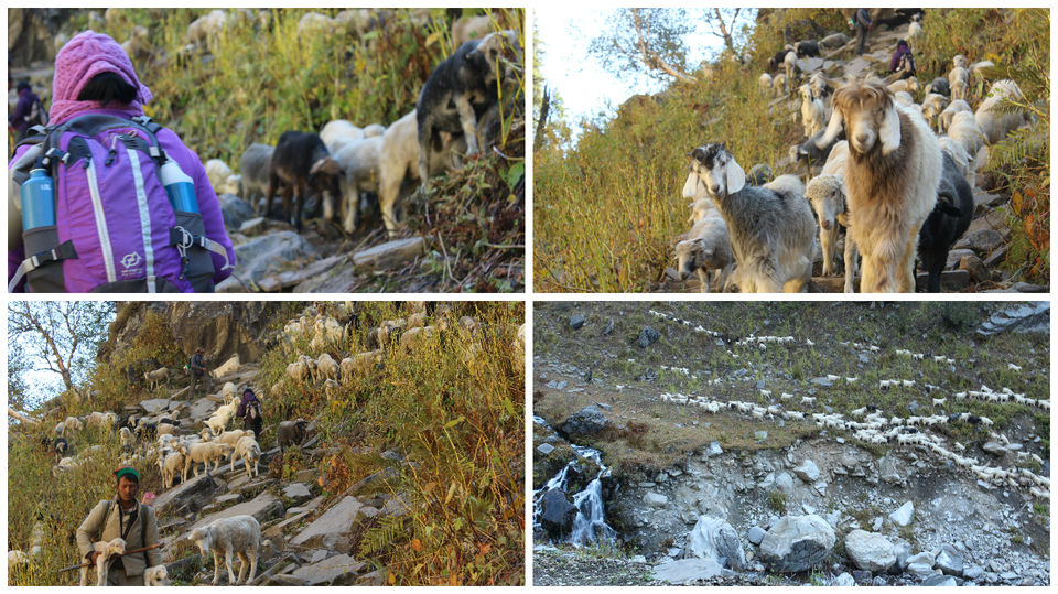 Photo of A Slice of Heaven: My Autumn Trek to Rupin Pass by Hrishikesh Baruah