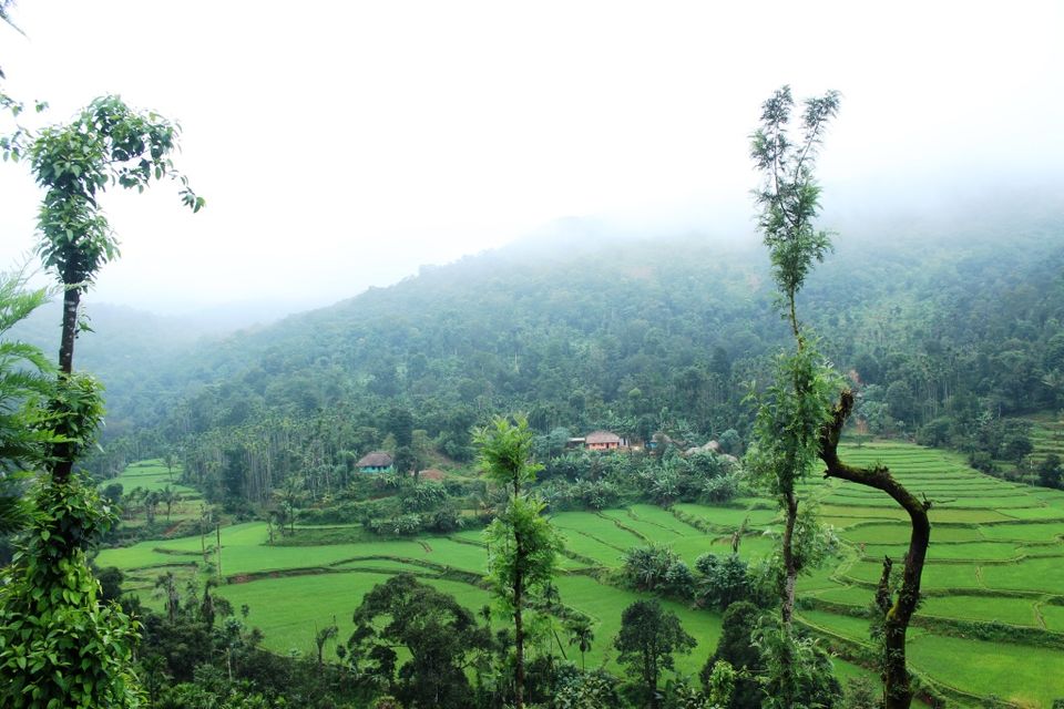 Photo of The Green Carpet that I Treaded on: My Trek to Kudremukha & Bavikonda Peaks 3/46 by Hrishikesh Baruah
