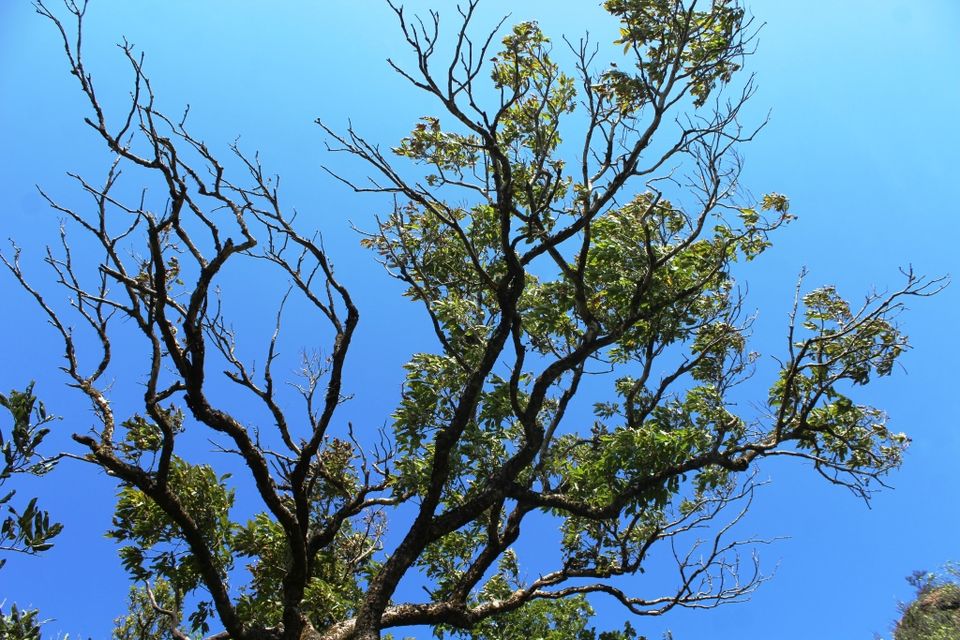 Photo of To the Highest Peak in Karnataka: My Hike to Mullayanagiri 8/24 by Hrishikesh Baruah