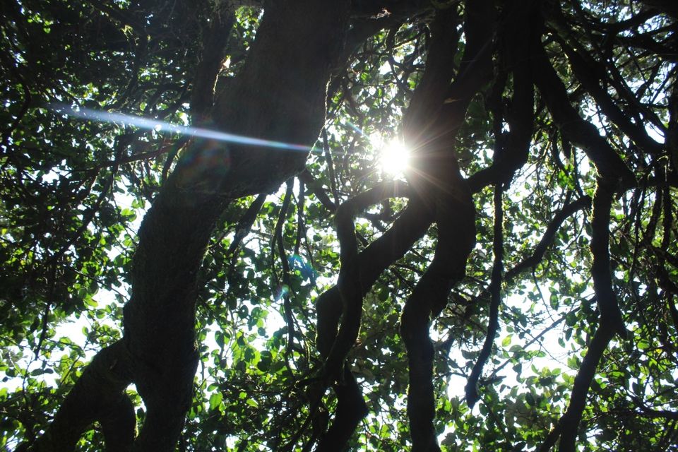 Photo of To the Highest Peak in Karnataka: My Hike to Mullayanagiri 12/24 by Hrishikesh Baruah