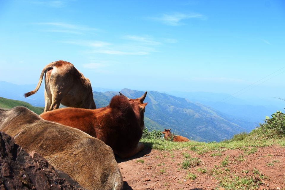 Photo of To the Highest Peak in Karnataka: My Hike to Mullayanagiri 15/24 by Hrishikesh Baruah