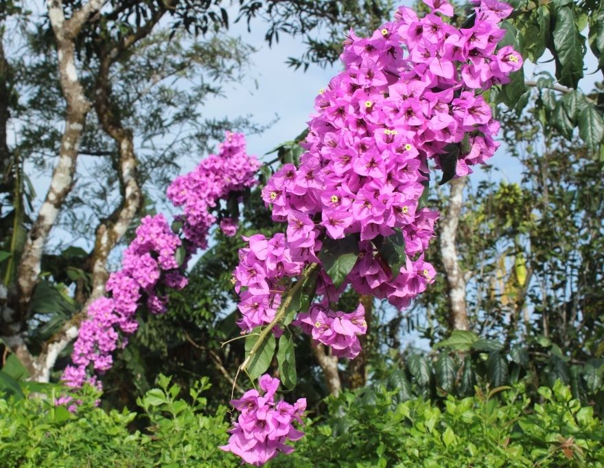 Photo of Madikeri, Karnataka, India by Hrishikesh Baruah