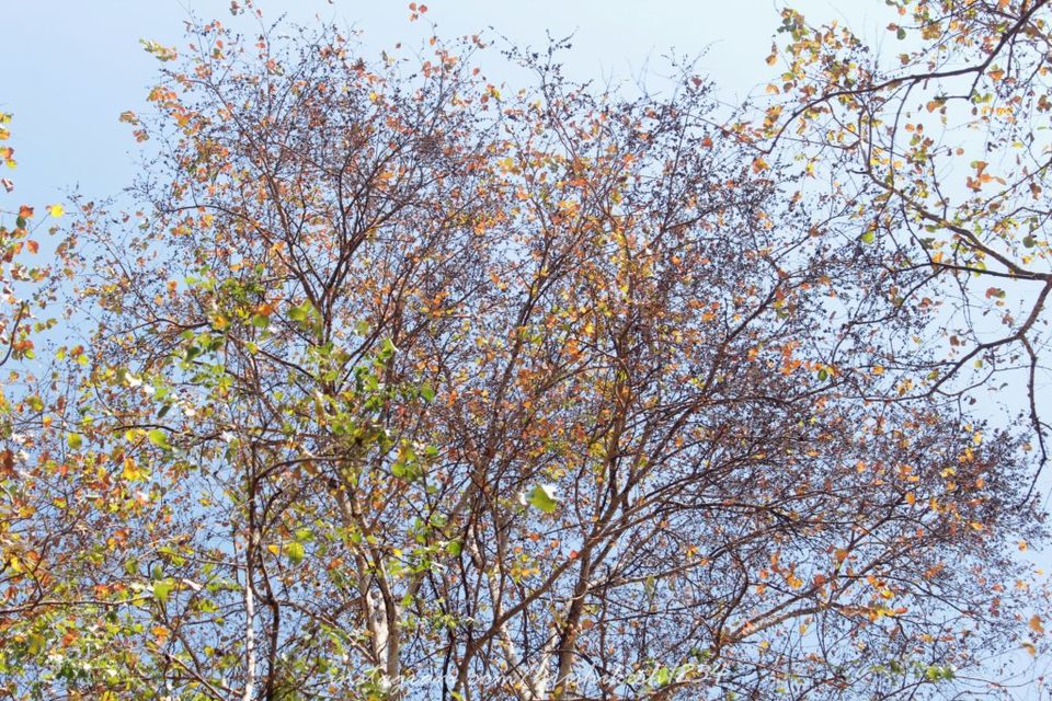 Photo of Off the Beaten Trail: My Trek to Canopy Hills in Vattakanal by Hrishikesh Baruah