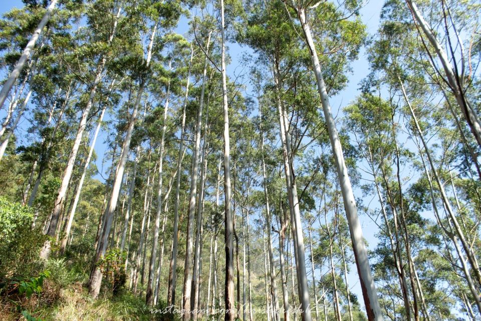 Photo of Off the Beaten Trail: My Trek to Canopy Hills in Vattakanal by Hrishikesh Baruah