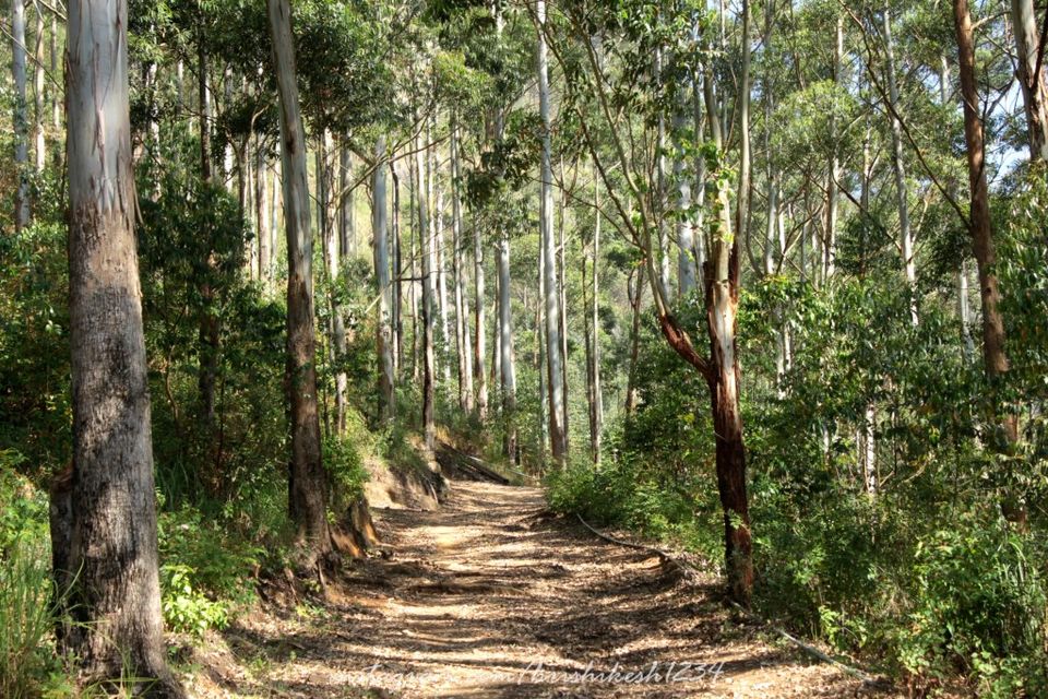 Photo of Off the Beaten Trail: My Trek to Canopy Hills in Vattakanal by Hrishikesh Baruah