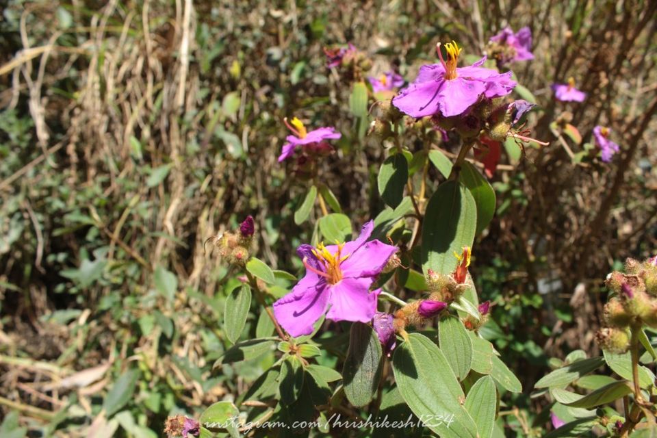Photo of Off the Beaten Trail: My Trek to Canopy Hills in Vattakanal by Hrishikesh Baruah