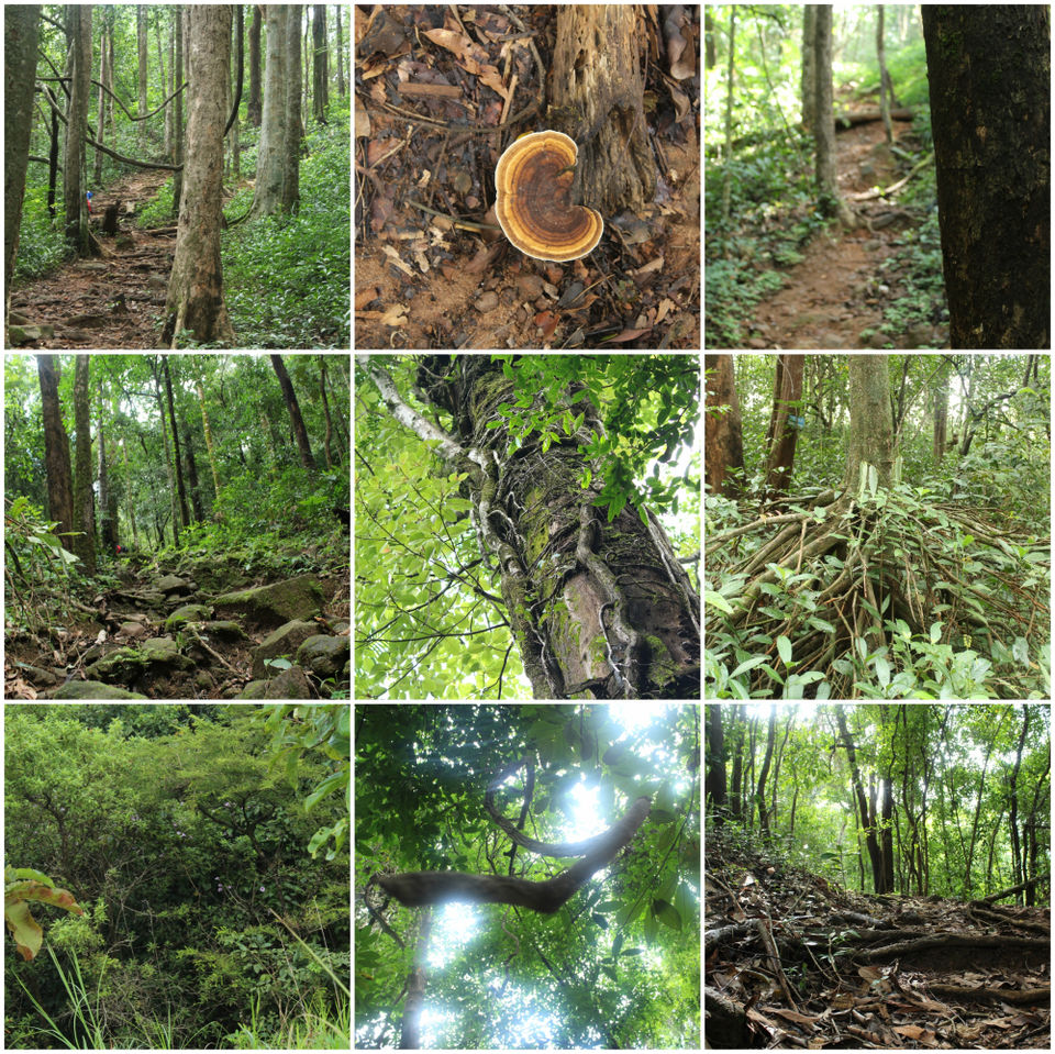 Photo of Trek to Kumara Parvatha: A Walk in the Clouds by Hrishikesh Baruah