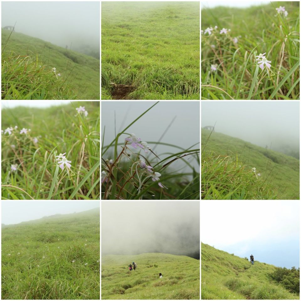 Photo of Trek to Kumara Parvatha: A Walk in the Clouds by Hrishikesh Baruah