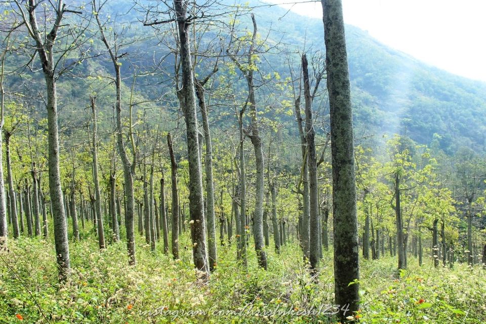 Photo of When the Trail Gets Tough: My Trek to Kolukkumalai and Meesapulimala by Hrishikesh Baruah