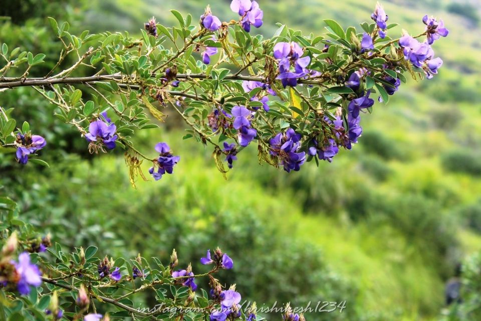 Photo of When the Trail Gets Tough: My Trek to Kolukkumalai and Meesapulimala by Hrishikesh Baruah