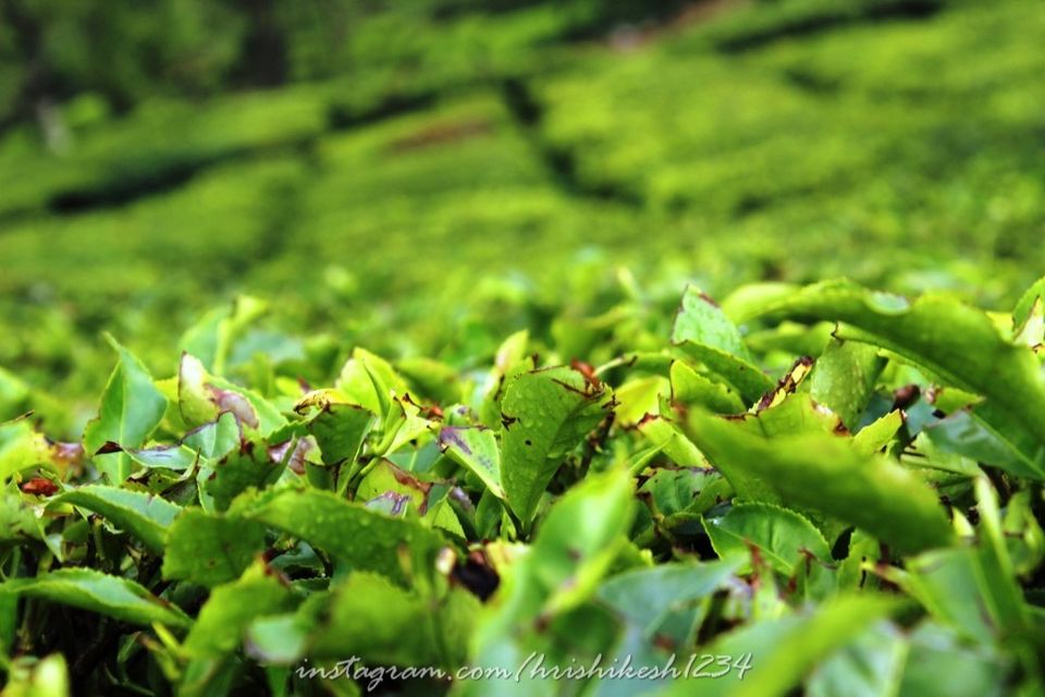 Photo of When the Trail Gets Tough: My Trek to Kolukkumalai and Meesapulimala by Hrishikesh Baruah