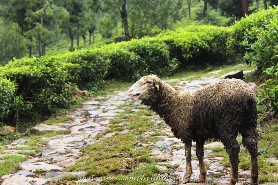 Photo of When the Trail Gets Tough: My Trek to Kolukkumalai and Meesapulimala by Hrishikesh Baruah