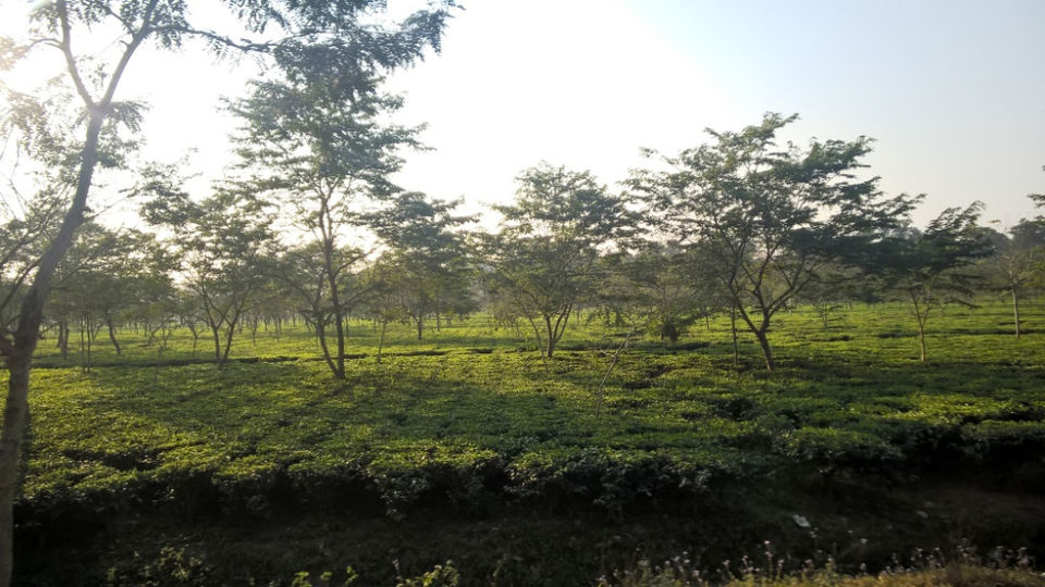 Photo of Bagdogra, West Bengal, India by Hrishikesh Baruah