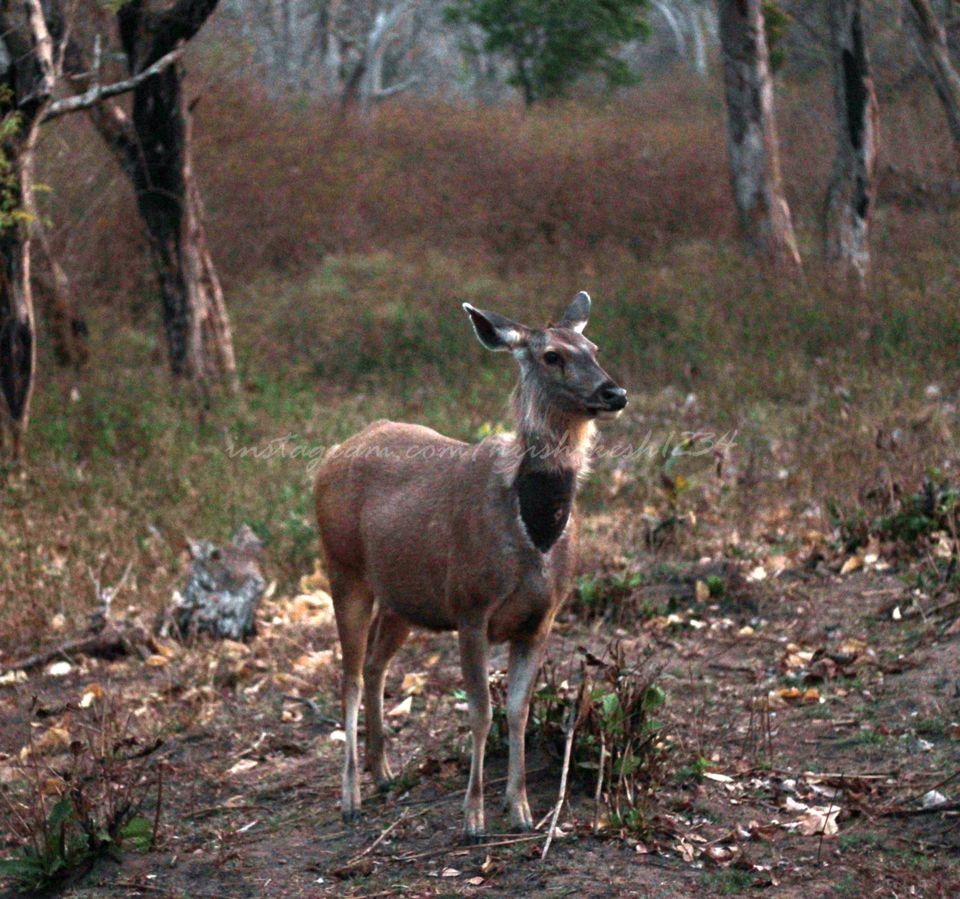 Photo of Into the Wild: Tiger Spotting @ Bandipur Tiger Reserve by Hrishikesh Baruah