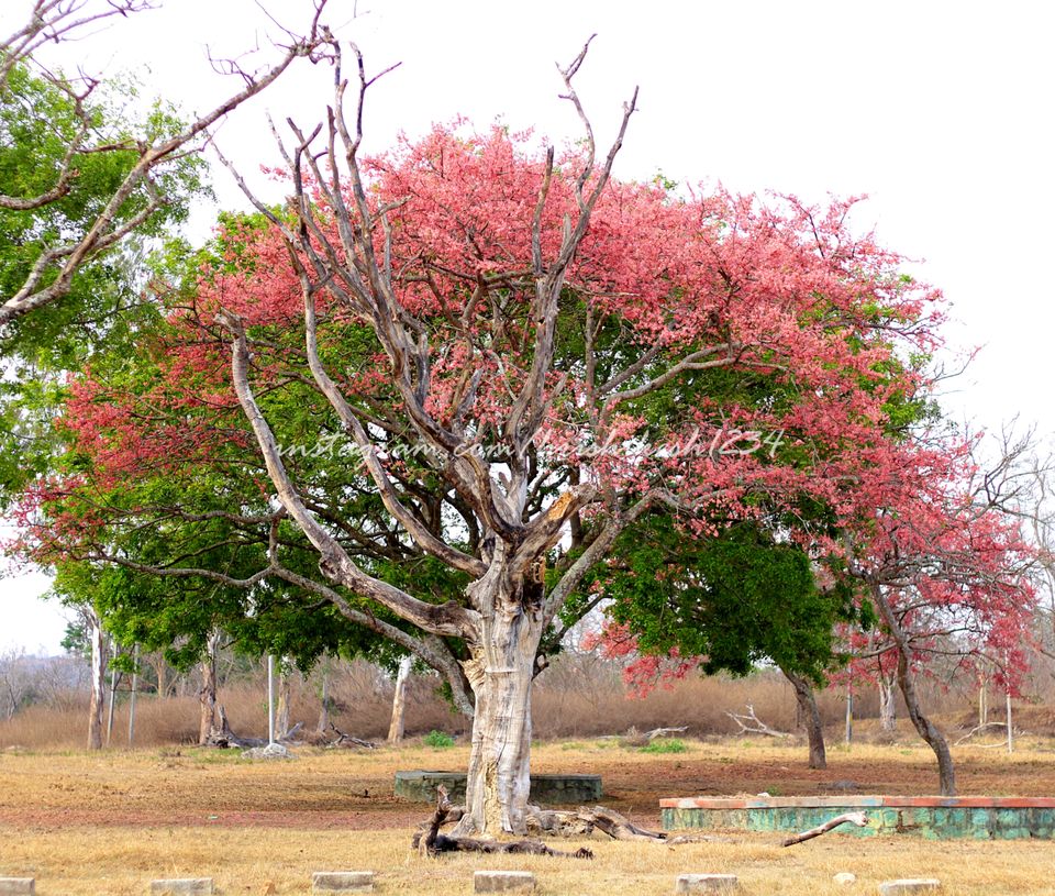 Photo of Bandipur National Park, Bandipur, Karnataka, India by Hrishikesh Baruah