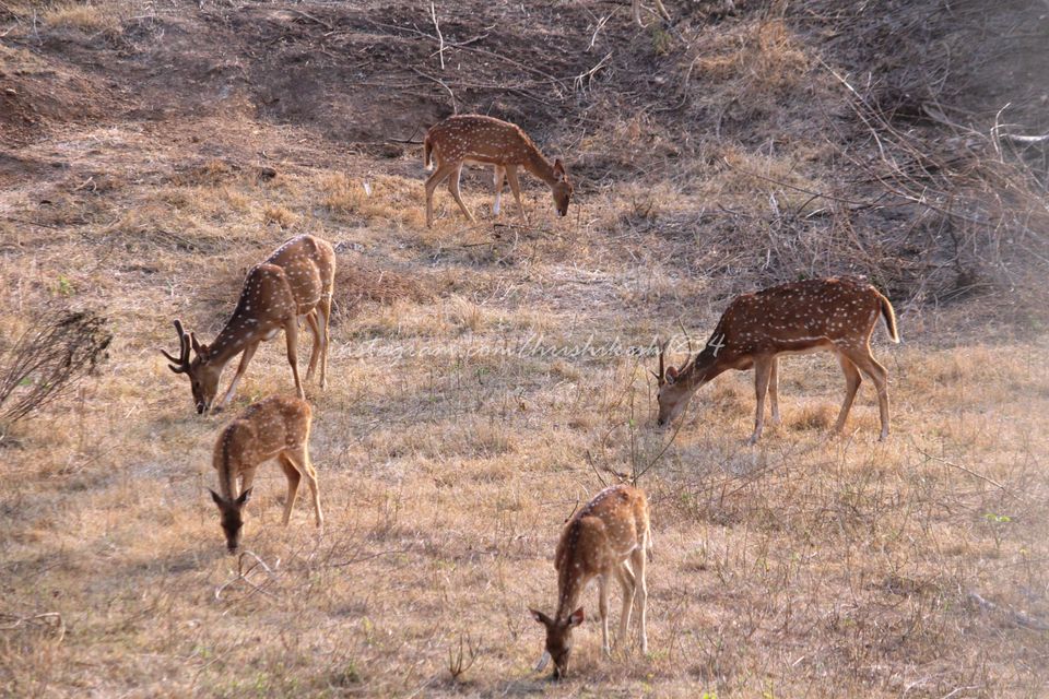 Photo of Into the Wild: Tiger Spotting @ Bandipur Tiger Reserve by Hrishikesh Baruah