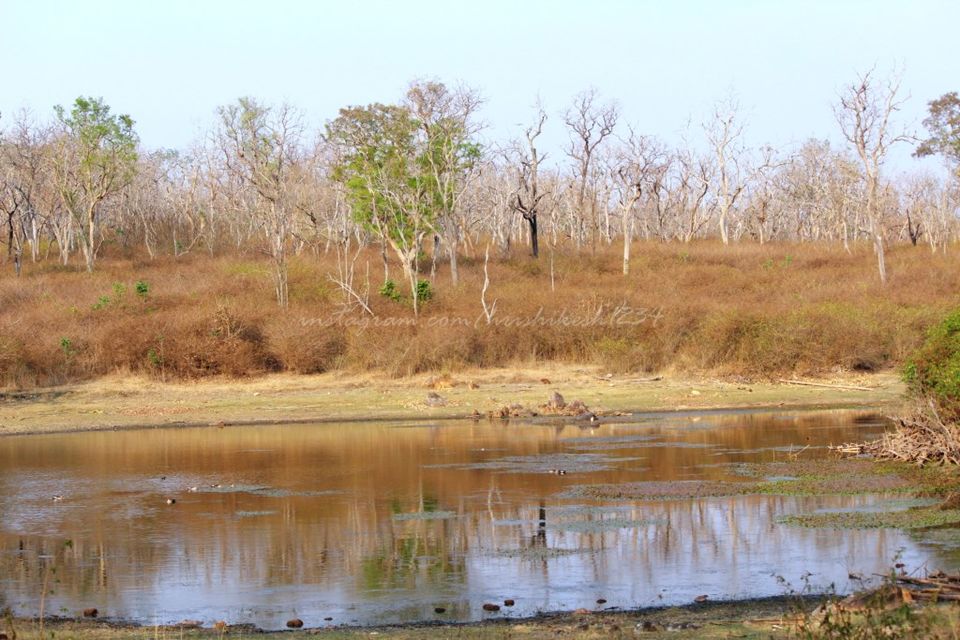 Photo of Into the Wild: Tiger Spotting @ Bandipur Tiger Reserve by Hrishikesh Baruah