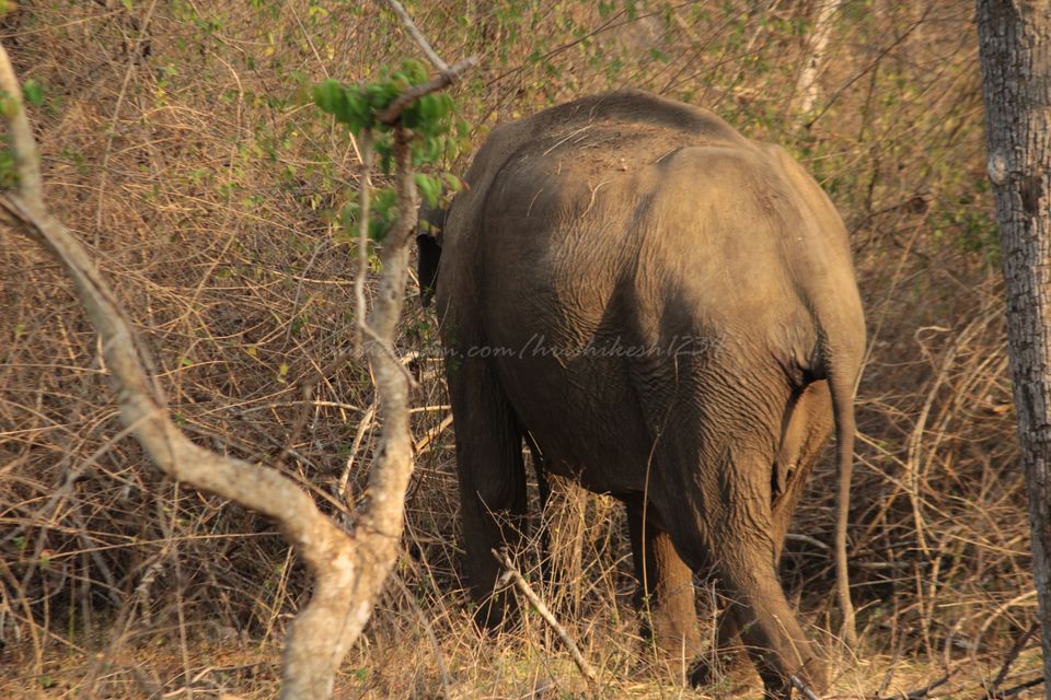 Photo of Into the Wild: Tiger Spotting @ Bandipur Tiger Reserve by Hrishikesh Baruah