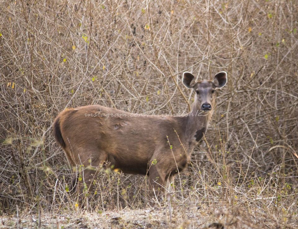Photo of Into the Wild: Tiger Spotting @ Bandipur Tiger Reserve by Hrishikesh Baruah