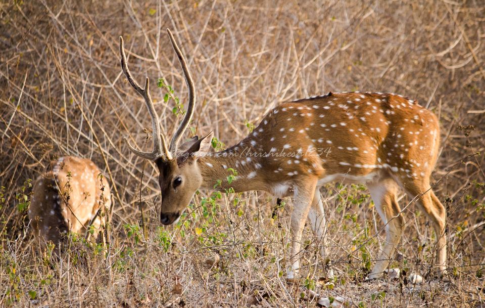 Photo of Into the Wild: Tiger Spotting @ Bandipur Tiger Reserve by Hrishikesh Baruah