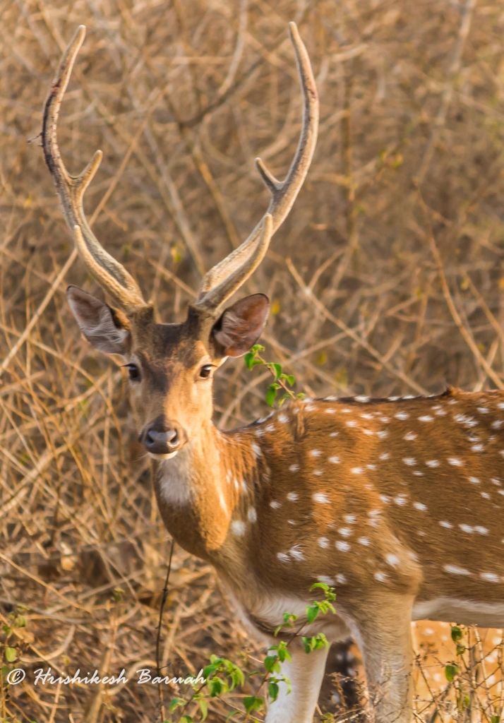 Photo of Into the Wild: Tiger Spotting @ Bandipur Tiger Reserve by Hrishikesh Baruah