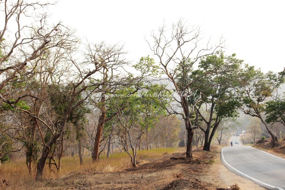 Photo of Into the Wild: Tiger Spotting @ Bandipur Tiger Reserve by Hrishikesh Baruah