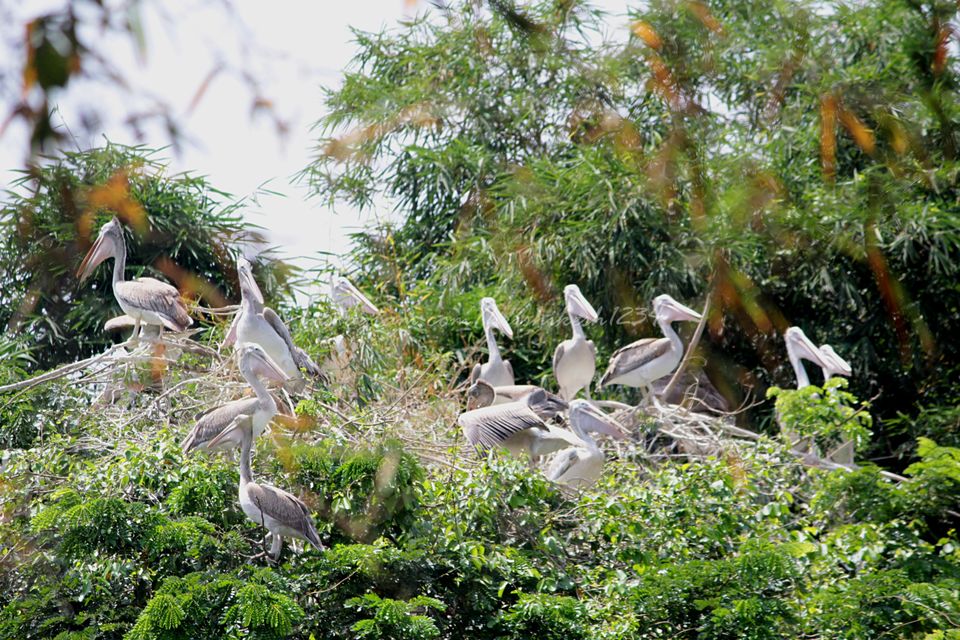 Photo of A Bird Sanctuary 3 Hours Away From Bengaluru, is Every Bird Watchers Delight by Hrishikesh Baruah