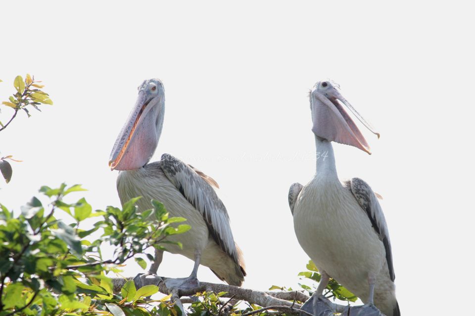 Photo of Ranganathittu Bird Sanctuary, Srirangapatna, Karnataka, India by Hrishikesh Baruah