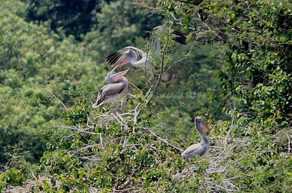 Photo of A Bird Sanctuary 3 Hours Away From Bengaluru, is Every Bird Watchers Delight by Hrishikesh Baruah
