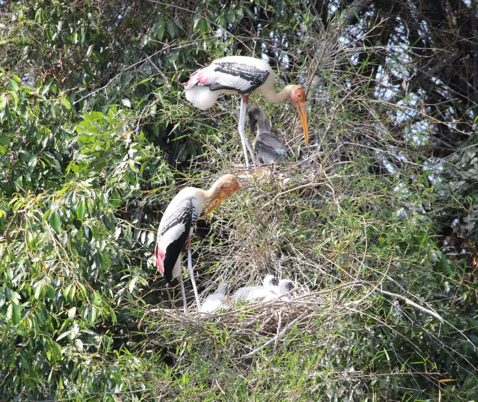 Photo of Ranganathittu Bird Sanctuary, Srirangapatna, Karnataka, India by Hrishikesh Baruah