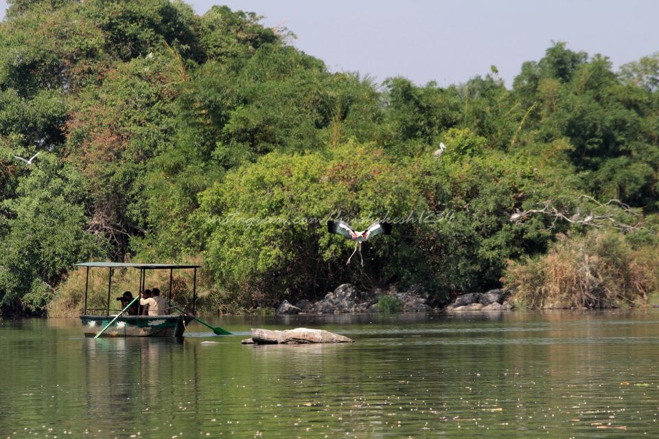 Photo of A Bird Sanctuary 3 Hours Away From Bengaluru, is Every Bird Watchers Delight by Hrishikesh Baruah