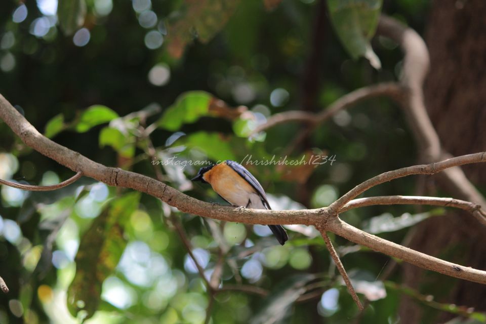 Photo of A Bird Sanctuary 3 Hours Away From Bengaluru, is Every Bird Watchers Delight by Hrishikesh Baruah