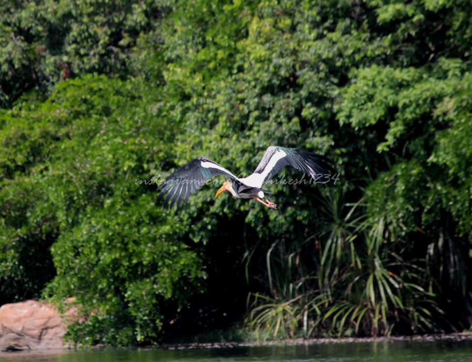 Photo of A Bird Sanctuary 3 Hours Away From Bengaluru, is Every Bird Watchers Delight by Hrishikesh Baruah
