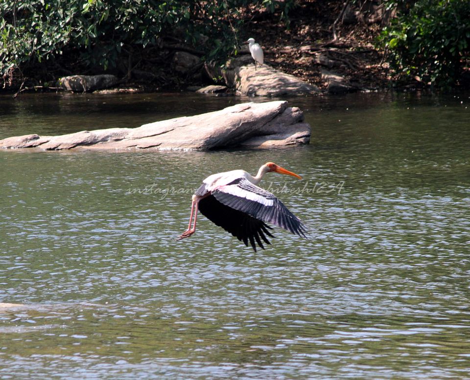 Photo of A Bird Sanctuary 3 Hours Away From Bengaluru, is Every Bird Watchers Delight by Hrishikesh Baruah