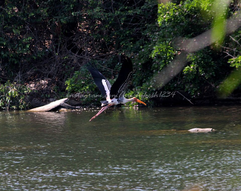 Photo of A Bird Sanctuary 3 Hours Away From Bengaluru, is Every Bird Watchers Delight by Hrishikesh Baruah