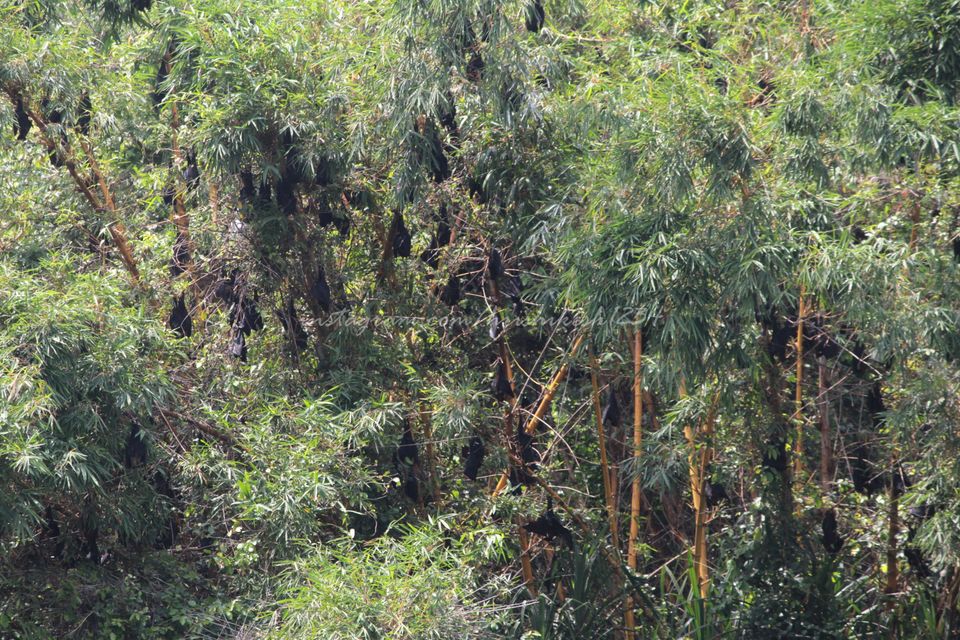 Photo of A Bird Sanctuary 3 Hours Away From Bengaluru, is Every Bird Watchers Delight by Hrishikesh Baruah