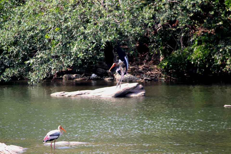 Photo of A Bird Sanctuary 3 Hours Away From Bengaluru, is Every Bird Watchers Delight by Hrishikesh Baruah