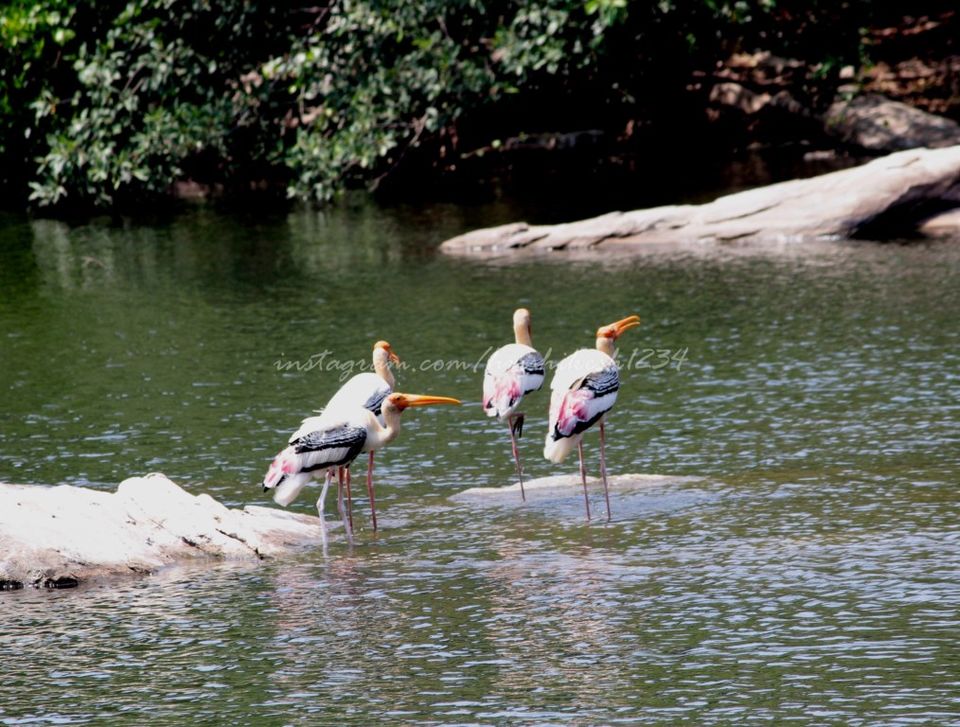 Photo of A Bird Sanctuary 3 Hours Away From Bengaluru, is Every Bird Watchers Delight by Hrishikesh Baruah