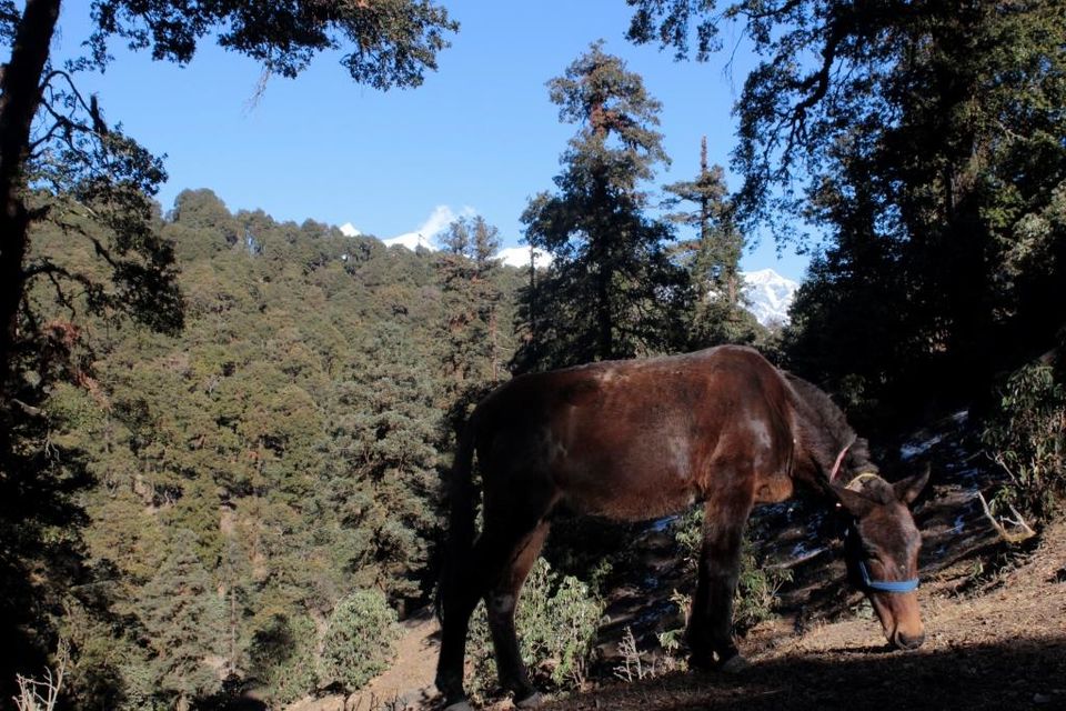 Photo of Bekaltal, Chamoli, Uttarakhand, India by Hrishikesh Baruah