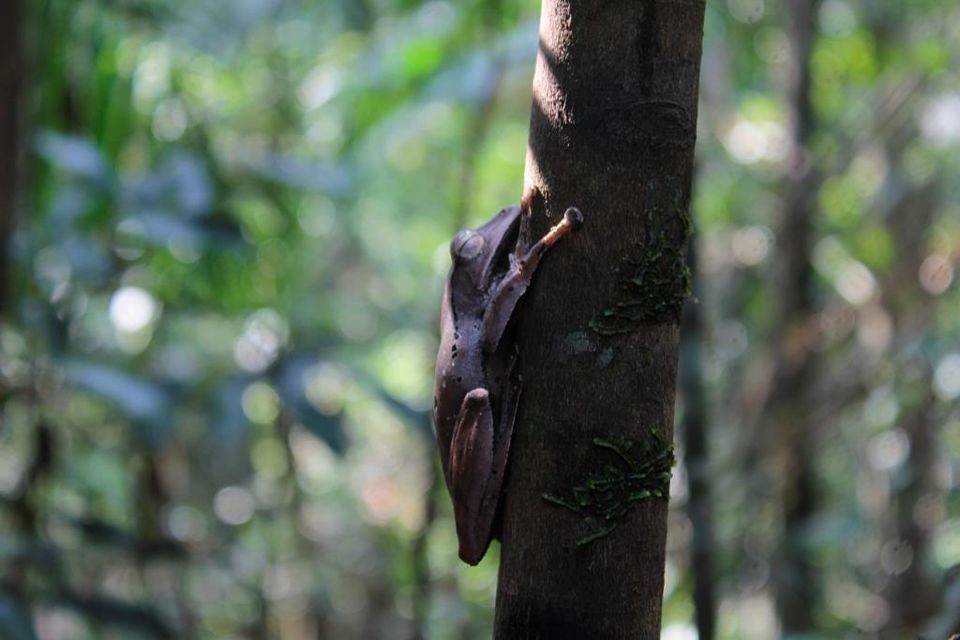 Photo of Agumbe, Karnataka, India by Hrishikesh Baruah