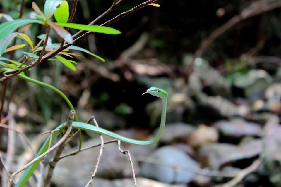 Photo of Wanna Get Wander-Lost? Then Trek to Narasimha Parvata by Hrishikesh Baruah