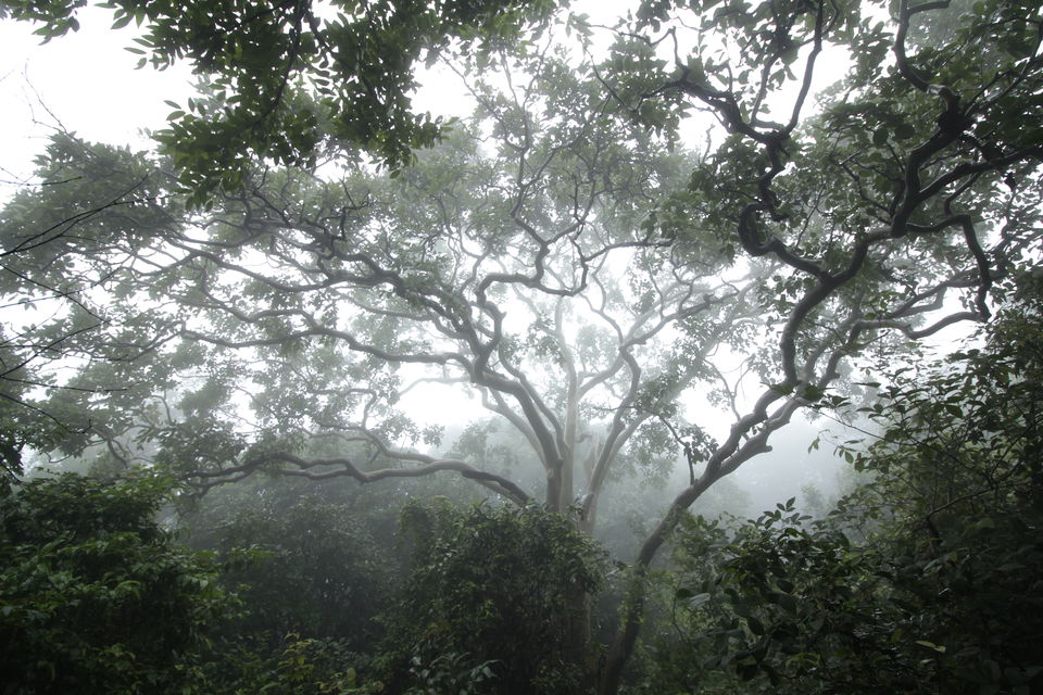 Photo of Magic of the Charmadi Ghats: My Monsoon Trek to Eri Kallu 17/17 by Hrishikesh Baruah