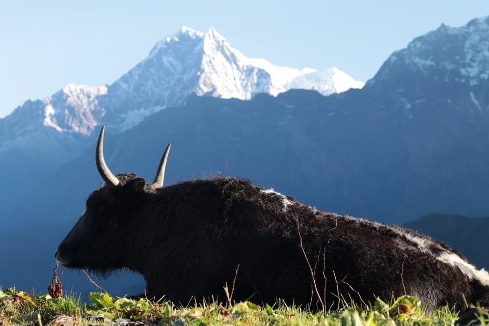 Photo of Trekking in the Annapurna Region (Part 2): Khopra Danda (Ridge) 67/70 by Hrishikesh Baruah