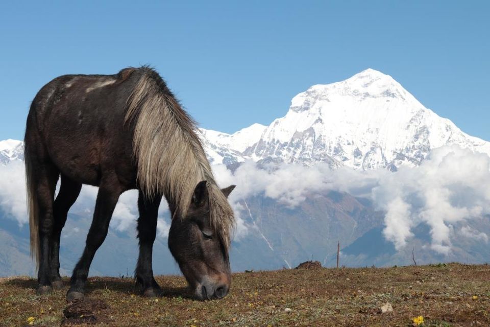 Photo of Trekking in the Annapurna Region (Part 2): Khopra Danda (Ridge) 68/70 by Hrishikesh Baruah