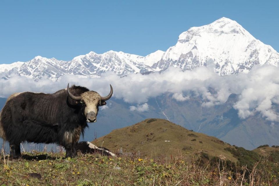 Photo of Trekking in the Annapurna Region (Part 2): Khopra Danda (Ridge) 70/70 by Hrishikesh Baruah