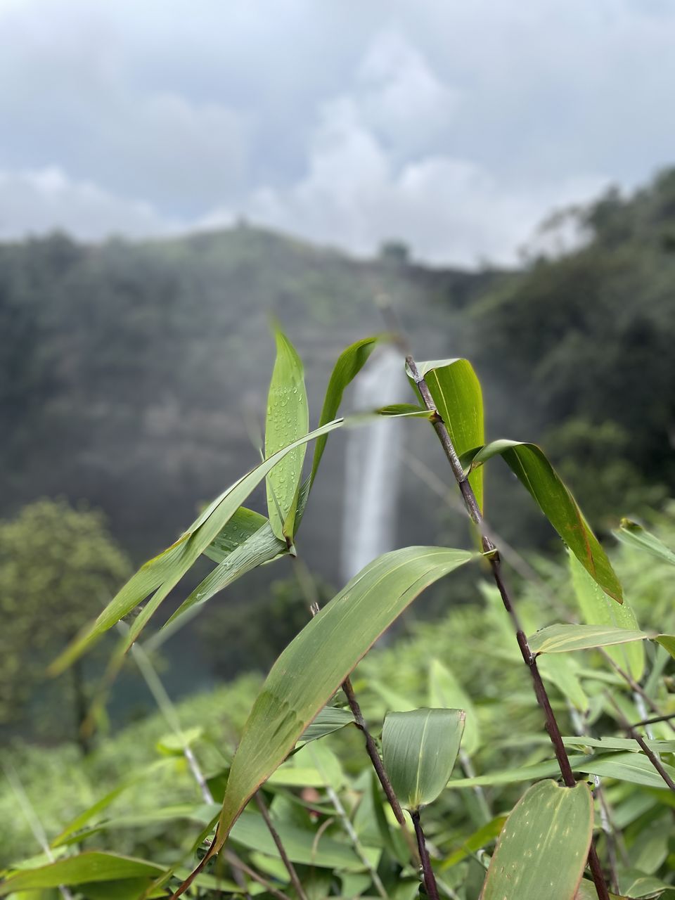 Photo of Head in the Clouds: My Trek to an Elusive Waterfall by Hrishikesh Baruah