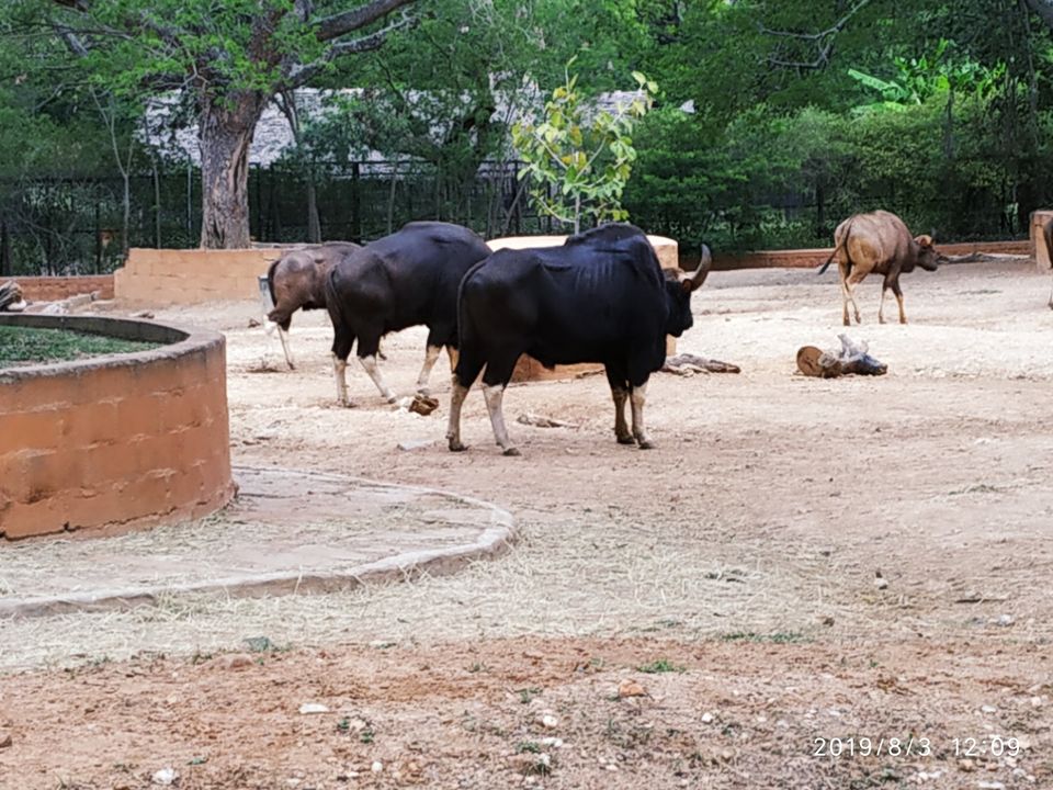 Photo of Mysore Zoo, Main Rd, Indira Nagar, Ittige Gudu, Mysuru, Karnataka, India by valsala shukla